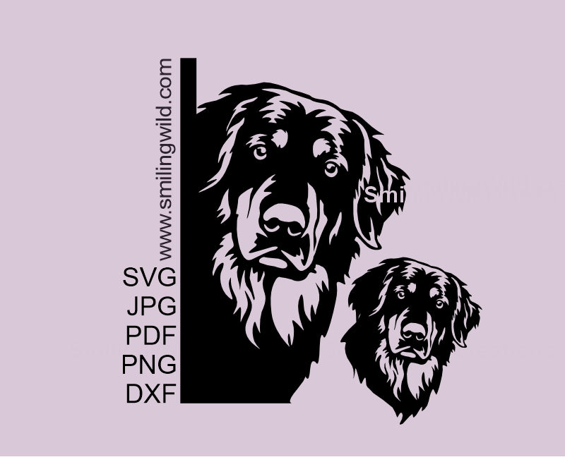Hovawart Peeking SVG Vector Clipart graphic. Corner Dog Design optimized for Cricut cutting.