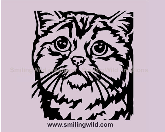 peeking Scottish Straight cat