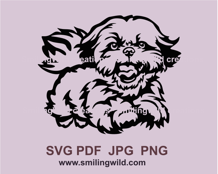 Smiling shih tzu is jumping