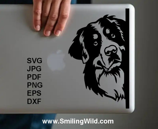 Peeking Bernese Mountain Dog sticker shown on laptop made of SVG design for decals, engraving, and DIY crafts