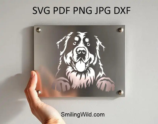 A metal plate on a preview image with Peeking Bernese Dog clipart in white vector lines – SVG, PNG, DXF file for Cricut and laser engraving on dark surfaces.