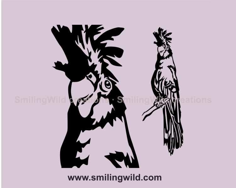 A close up and full body of an Australian bird - red tailed black cockatoo created in a graphic svg image