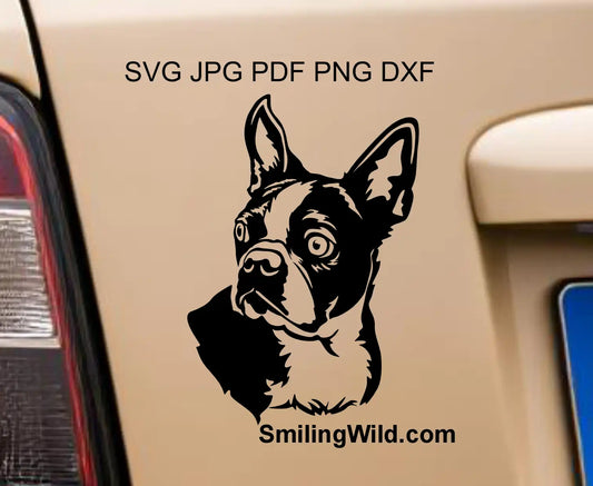 Boston terrier dog png vector grpahic design displayed on a car