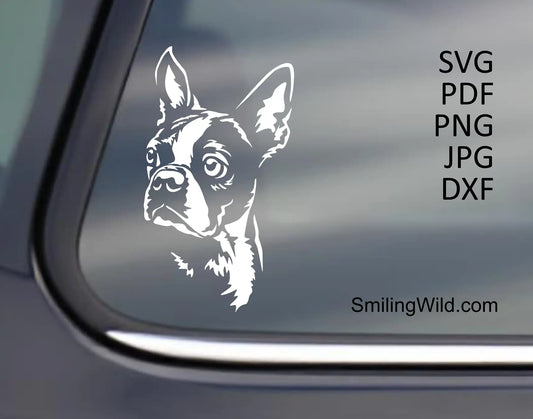 White Boston Terrier face cut file preview for dark-surface decals in svg png and dxf vector graphic