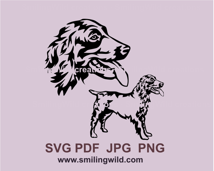 Smiling Boykin spaniel profile - full bopdy and haead portrait