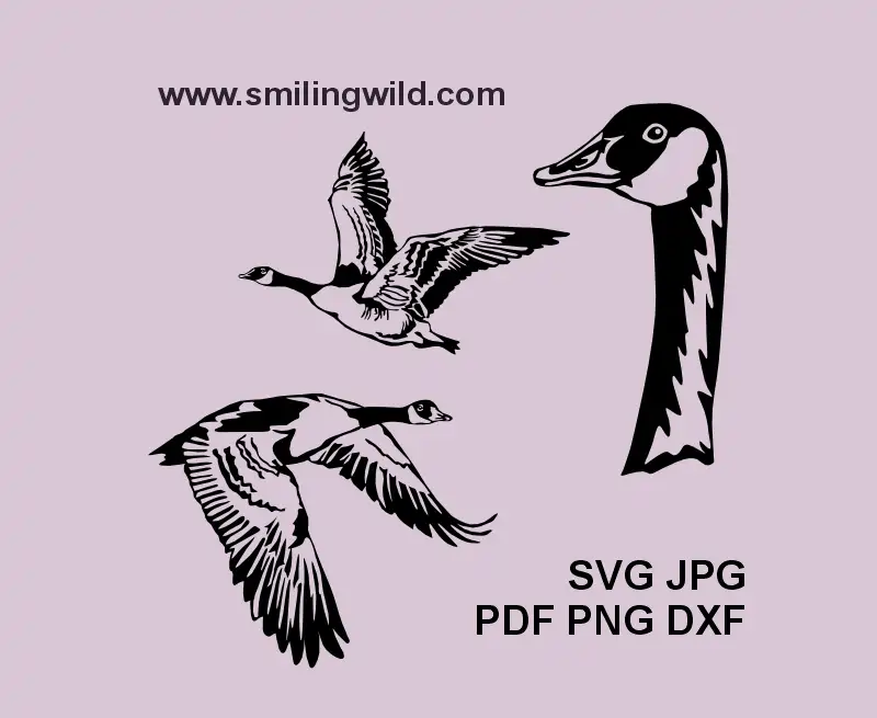 Flying Canada Goose SVG, png and dxf digital drawings for nature-themed Cricut and laser projects showcaseing a head portrait and two flying bird in various positions