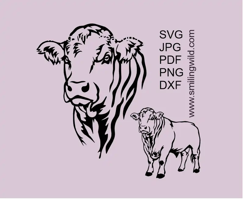 Charolais bull SVG PNG DXF vector cutting file with head and full-body cattle clipart for Cricut and laser engraving projects