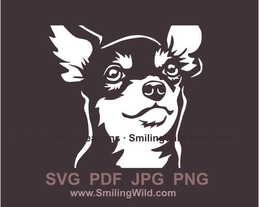 chihuahua face in white color