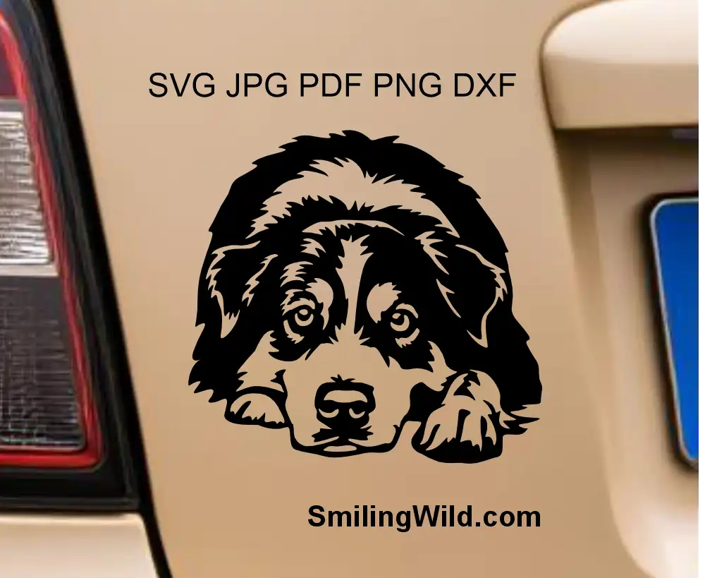 Detailed lying australian shepherd vector clipart drawing png for Cricut and custom sign & decal making