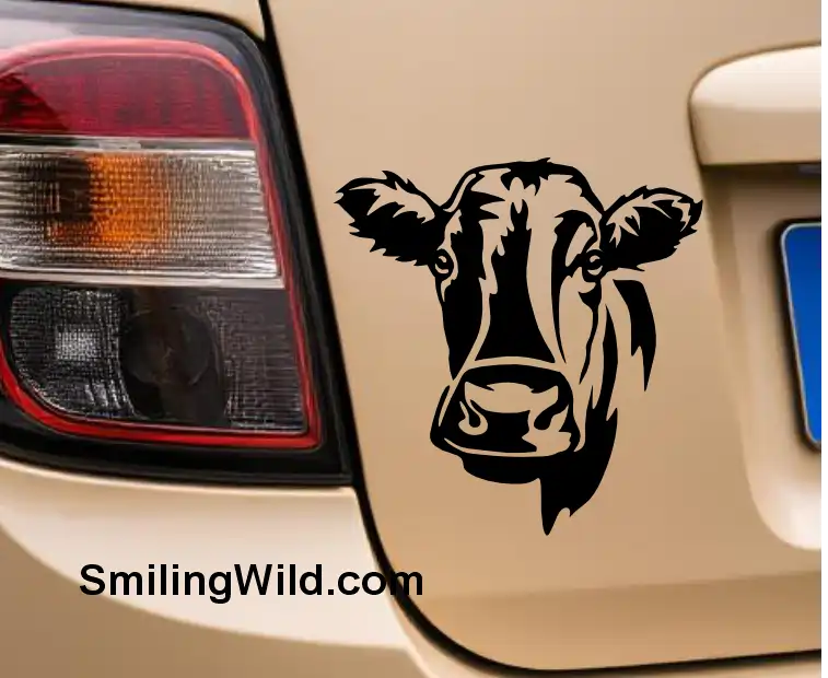 Dexter cattle face clipart PNG for farm animal art projects represented on a mocup image of a car sticker
