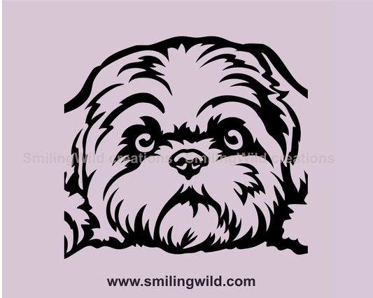 bolonka zwetna head close up