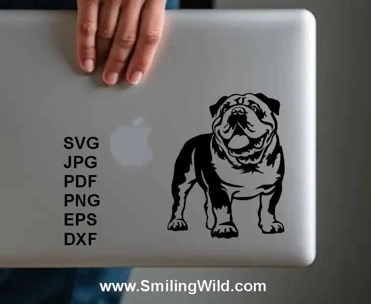 a sample image of an english bulldog svg and png file for laptop sticker design