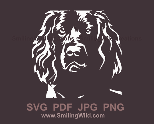field spaniel white porrait with transparent background