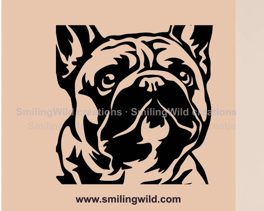 french bulldog face close up