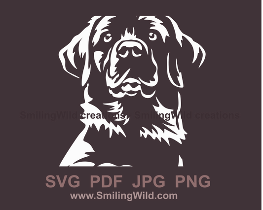 labrador retriever white head close up