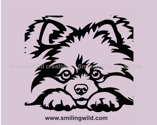 peeking pomeranian spitz portrait with his head laid down on paws.