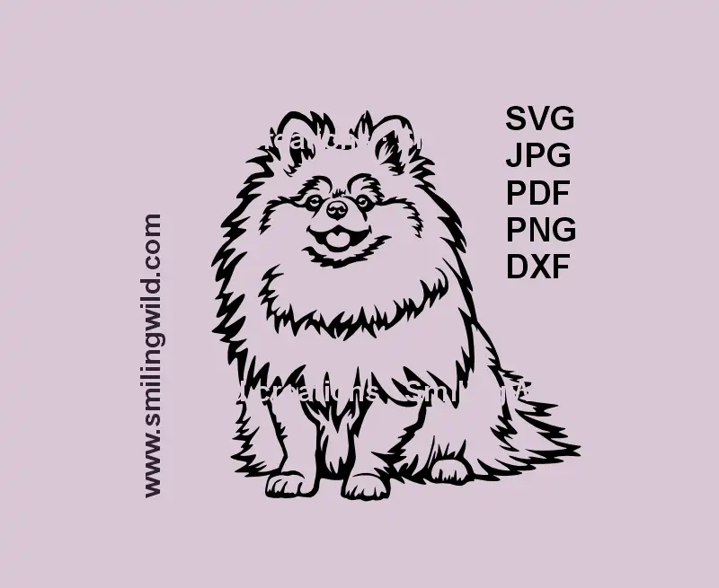 Realistic black SVG, png and dxf image of a sitting Pomeranian Spitz dog – vector clipart for laser cutting and Cricut