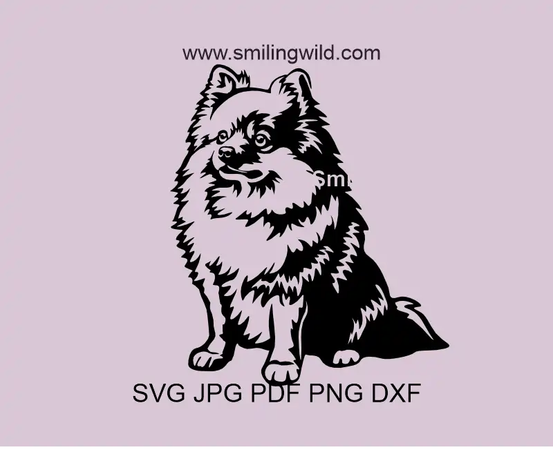 Sitting , full body Pomeranian Spitz SVG vector graphic file. High-quality dog drawing optimized for Cricut cutting.