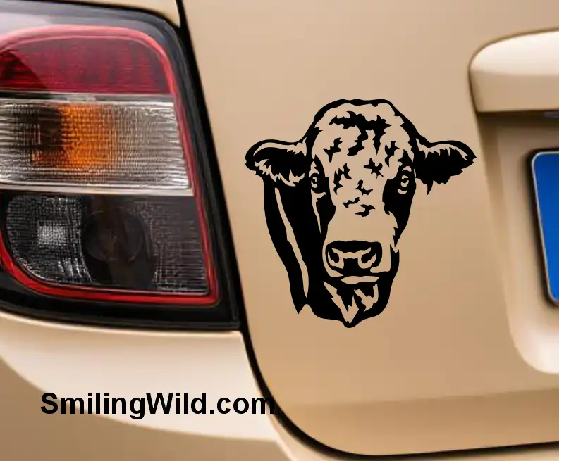 Black Simmental bull decal made of svg png dxf clipart vector graphic ona mocup image with a beige car