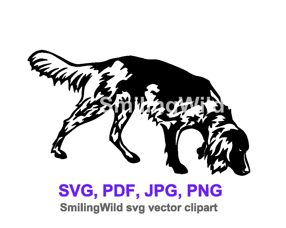 sniffing-small-munsterlander-hunting-dog-white-design