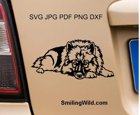 a wolfspitz svg and png clipart Cricut citting file design with transparent background presented as a car sticker. A dog is lying with his head on the paws