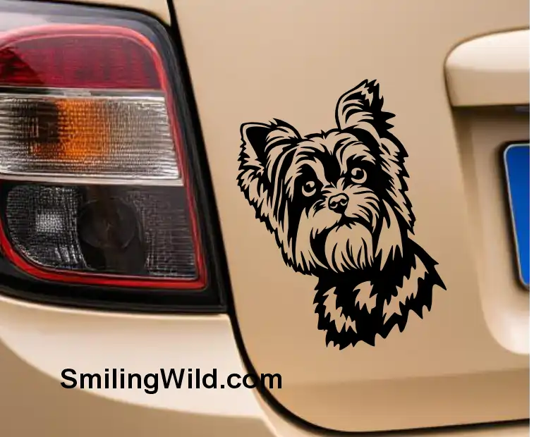 Yorkie black SVG, peeking head displayed on a car decal mocup for laser-cut dog decor