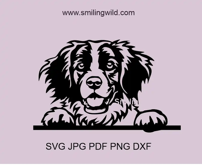 A peeking Brittany Spaniel in SVG clipart files showcasing a smiling face of this hunting dog image with PNG and DXF files included