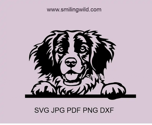 A peeking Brittany Spaniel in SVG clipart files showcasing a smiling face of this hunting dog image with PNG and DXF files included