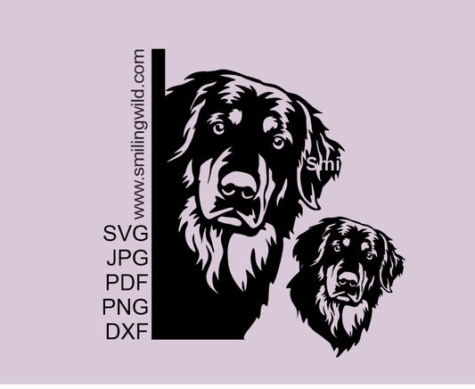 Hovawart Peeking SVG Vector Clipart graphic. Corner Dog Design optimized for Cricut cutting.