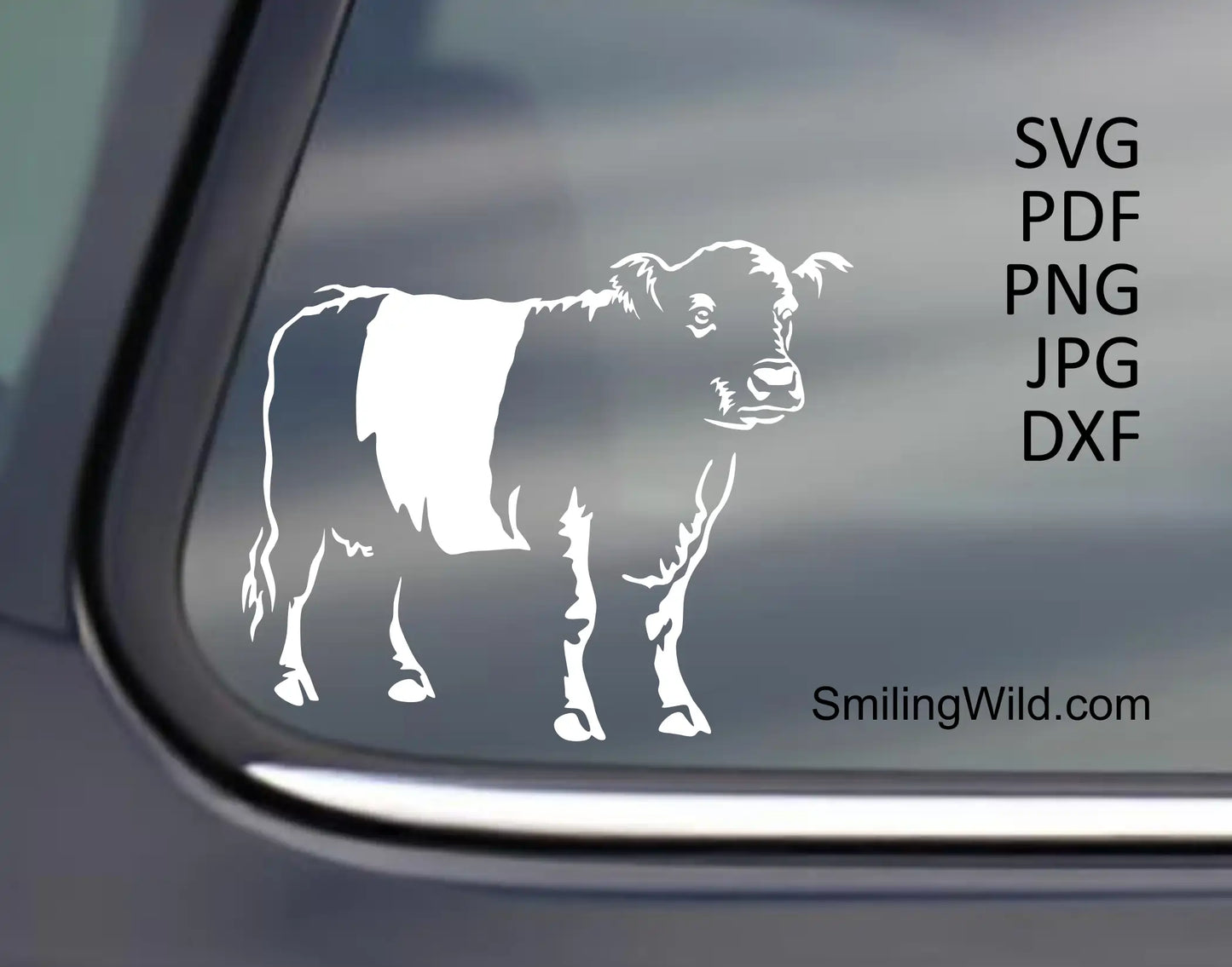 Belted Galloway SVG, PNG, DXF White Vector Cutting Files