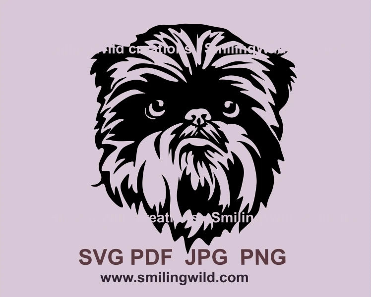 Affenpinscher frontal face look