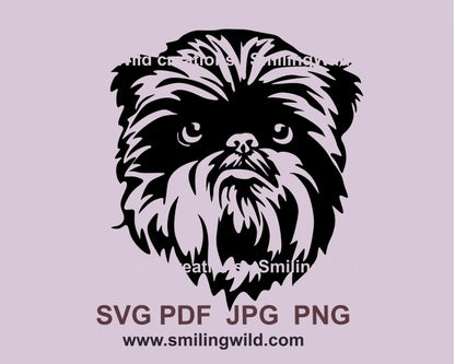 Affenpinscher frontal face look