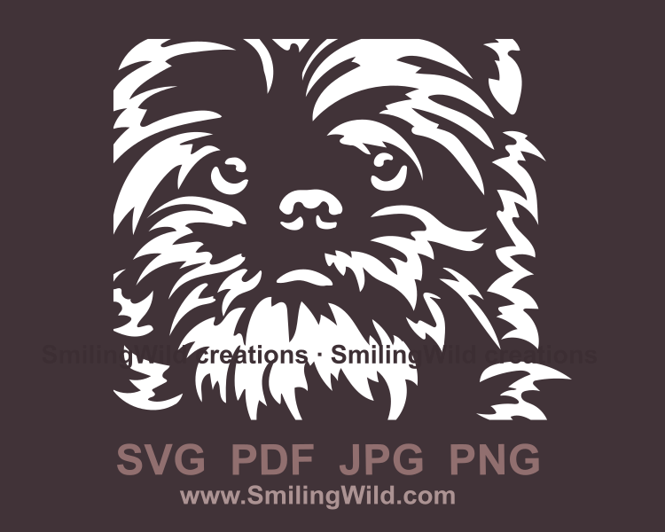 affenpinscher close up face