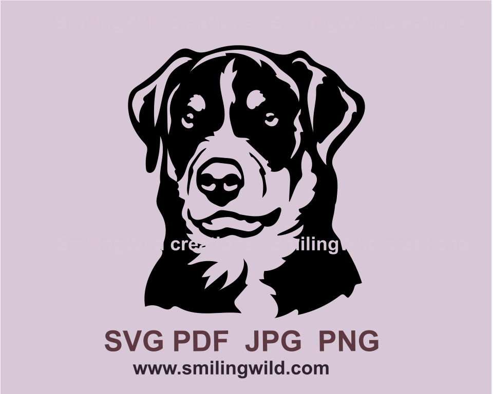 Appenzeller Sennenhund face portrait
