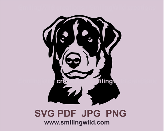 Appenzeller Sennenhund face portrait
