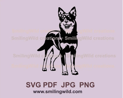 Standing australian kelpie smiling in graphic design