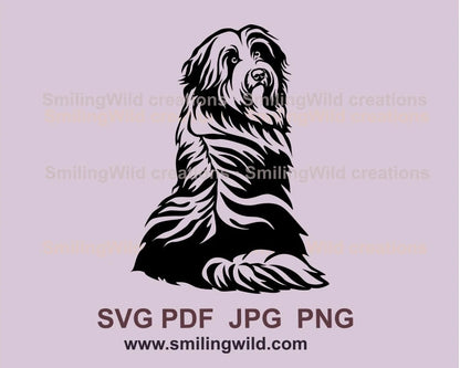 Sitting Bearded collie with back in front and looking over it's shoulder in black vector image