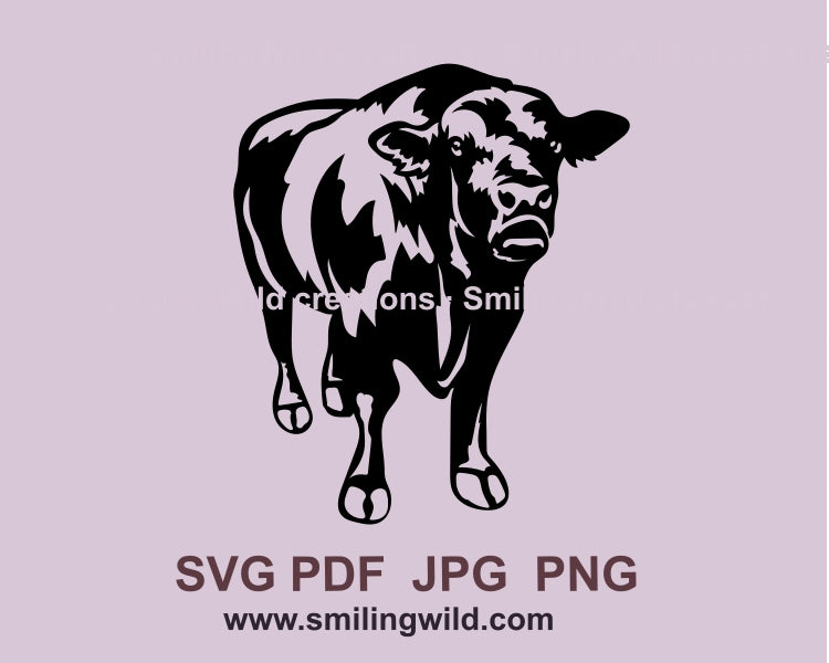 Bull svg clip art, Full body Black angus head design, cattle cuttable vector file