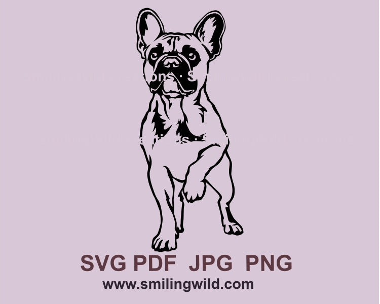 French bulldog svg clip art design, french bulldog vector graphic file