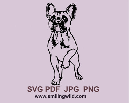 Französische Bulldogge SVG Clip Art Design, französische Bulldogge Vektor Grafikdatei