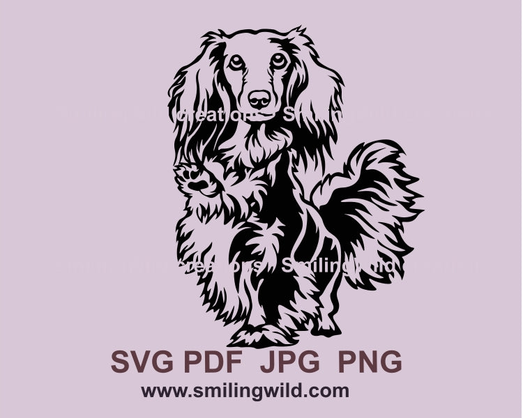 Langhaardackel SVG ClipArt