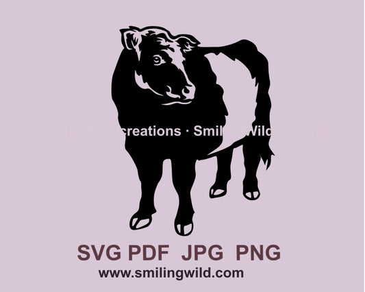 Belted Galloway Kuh SVG Vektordatei, Belted Galloway Rinder Clip Art schneidbares Design