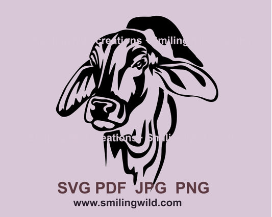 Brahman cattle svg clip art, Brahman cow vector graphic design