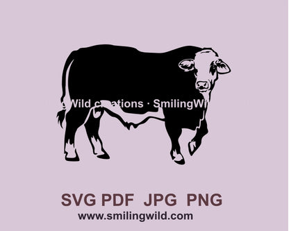 Braford bull svg clip art file, Braford cattle vector graphic design