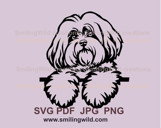 Coton de Tuléar SVG Hund Vektorgrafik ClipArt