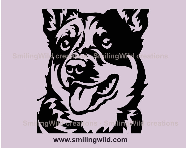 smiling australian cattle dog black line closeup