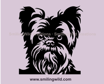 Affenpinscher close up