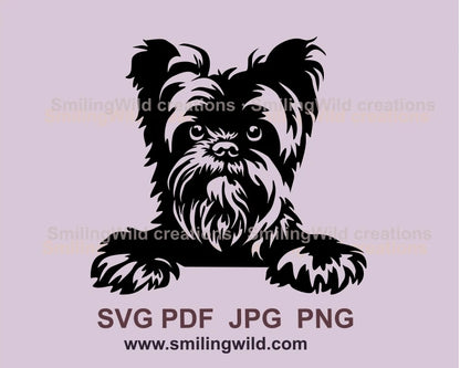 Affenpinscher looking towards me