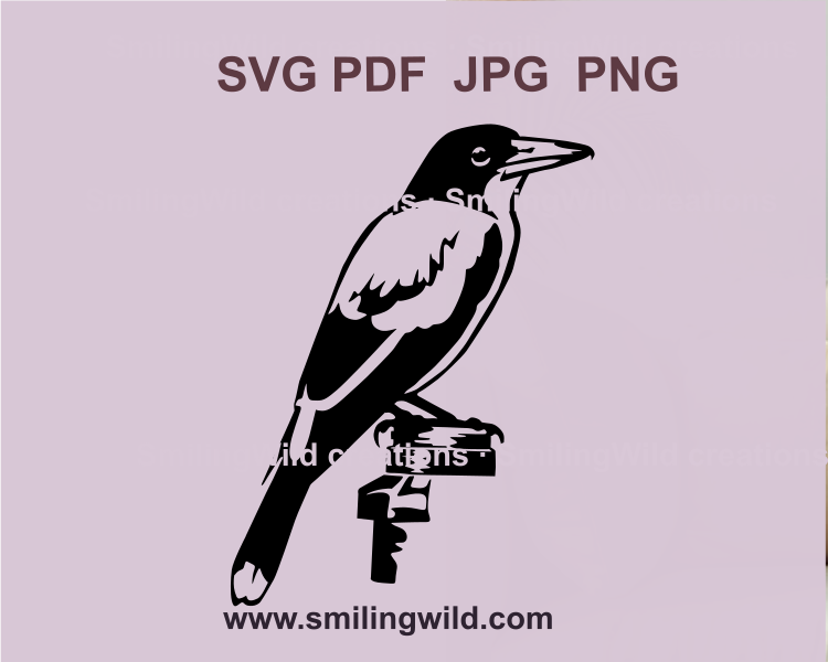 Pied butcherbird vector illustration, detailed SVG file perfect for Australian bird crafts