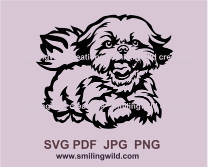 Smiling shih tzu is jumping 